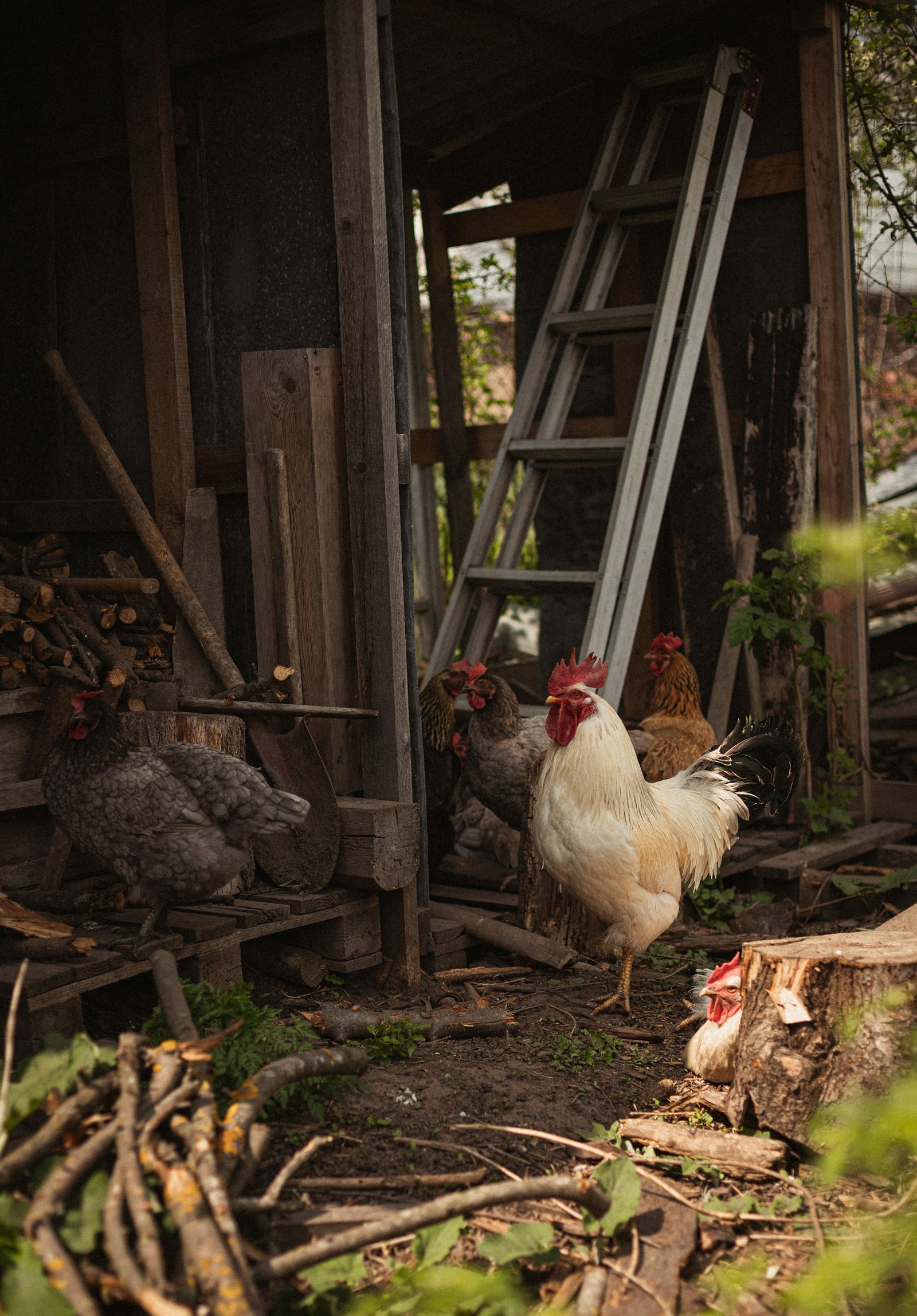 Chickens and a rooster beside a rustic wooden coop.
