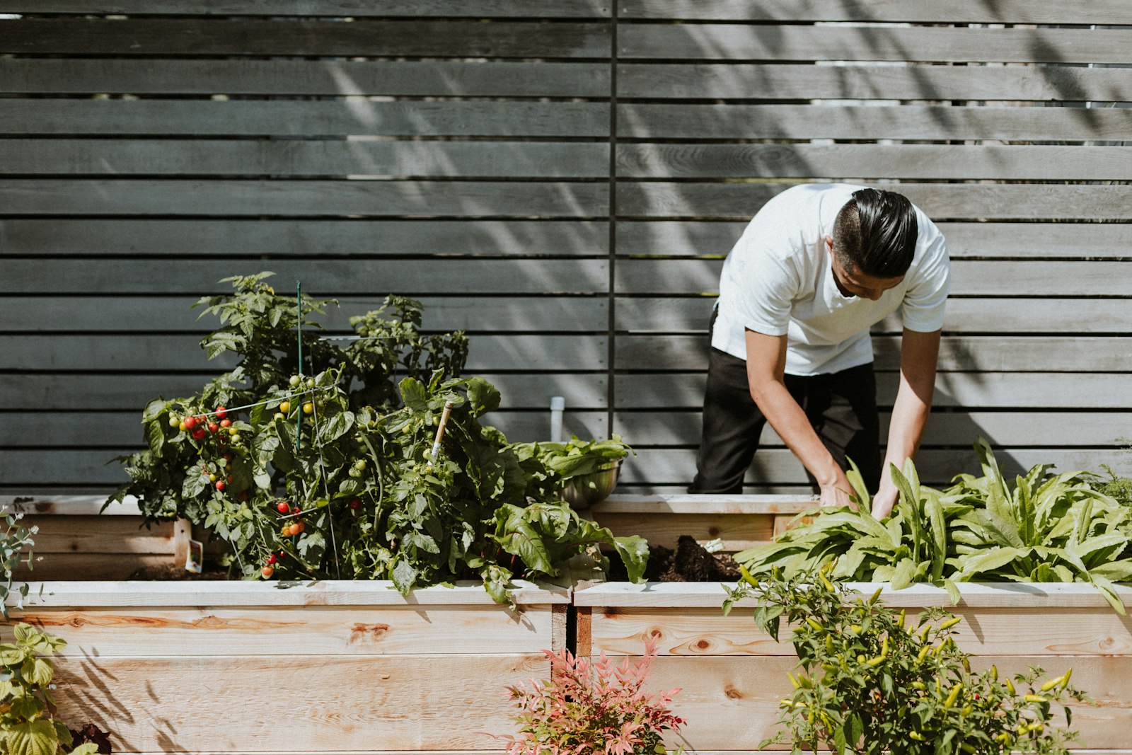Person tending vegetables in wooden raised beds beside a house.