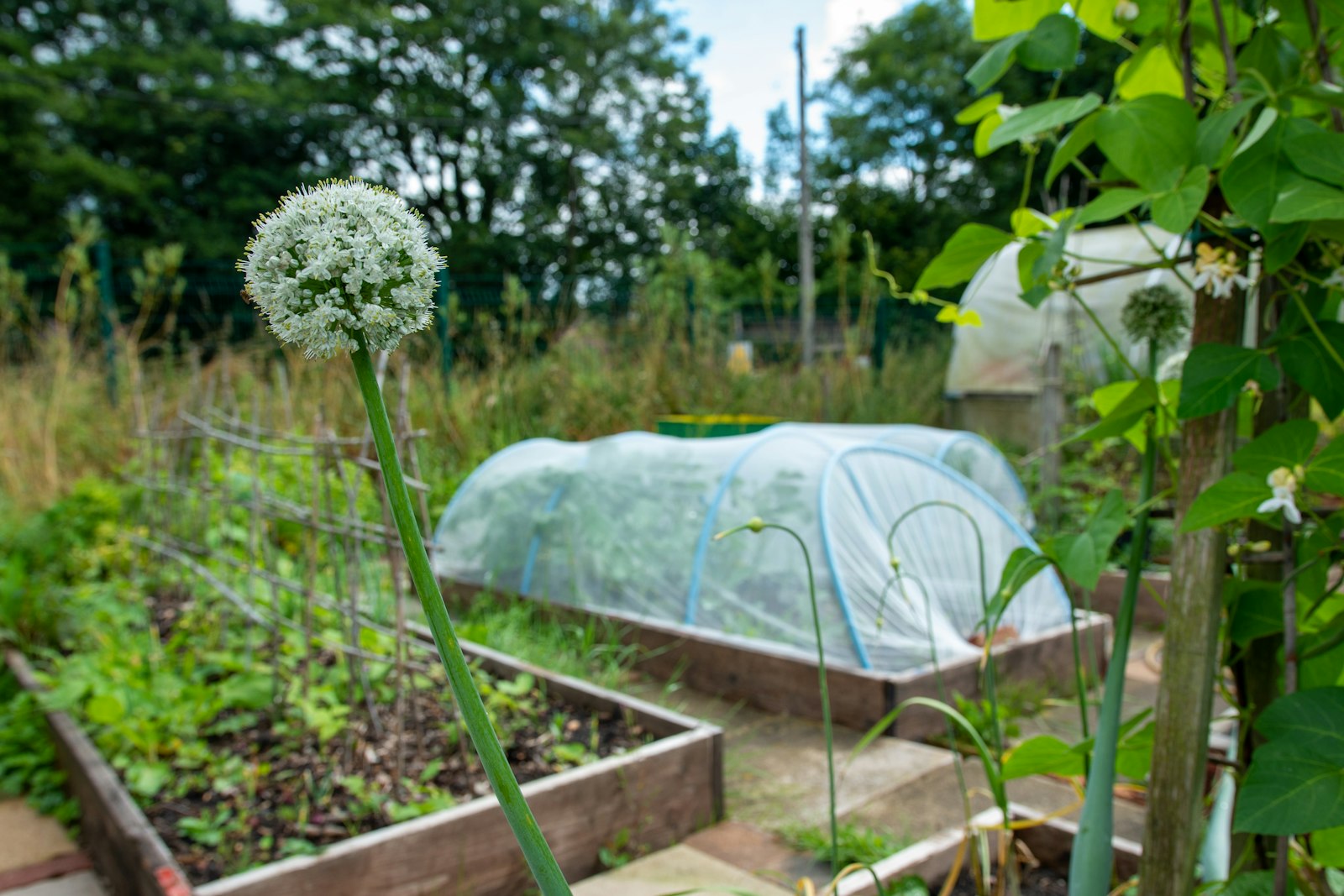 Raised vegetable beds and protective netting in a leafy garden.