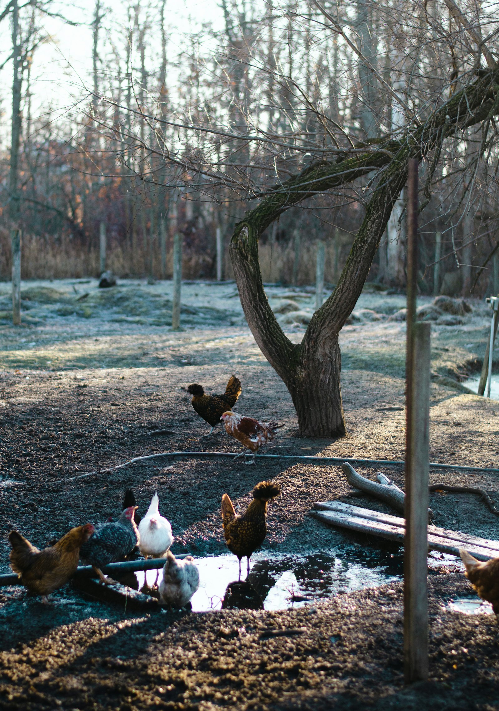 Domestic ducks gathered around a shallow pond in a wooded farmyard.