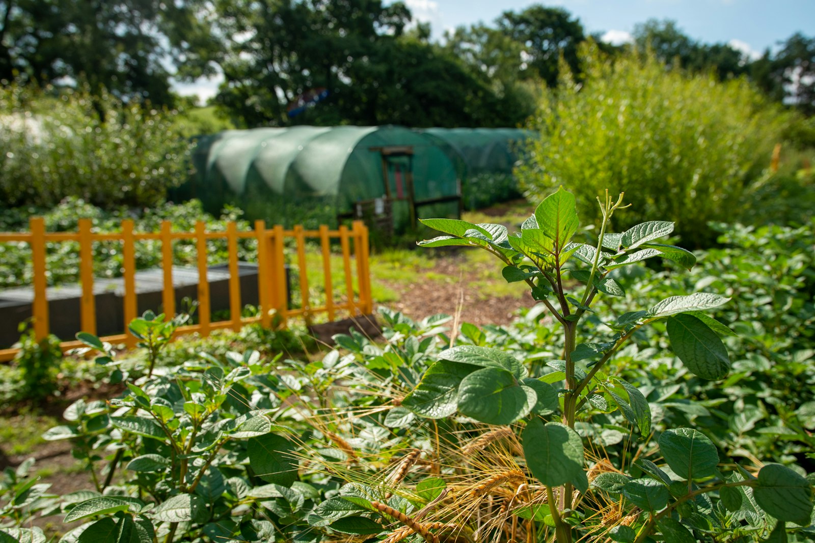 Productive garden with vegetable beds, trellises and polytunnels in sunshine.